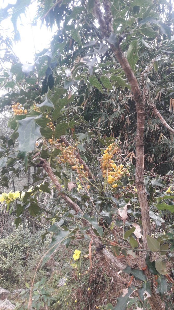 हाम्रो तिर चै सुरु भो है