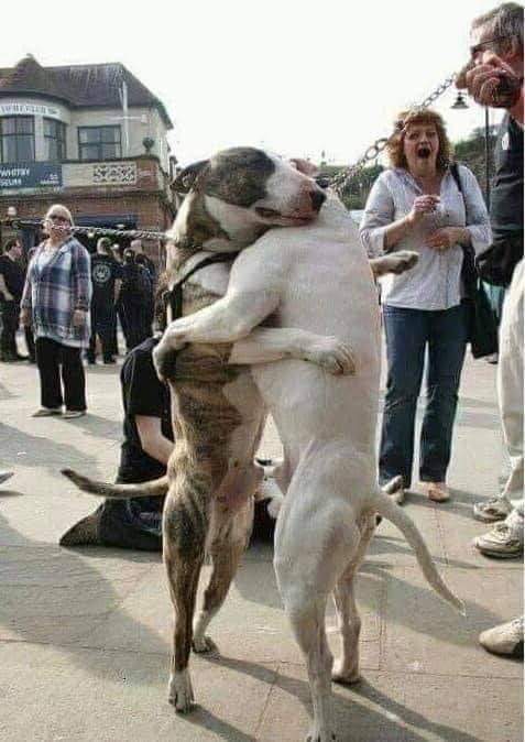 dropshifyph's tweet photo. 🐕‍���� These two dogs are brothers and they didn't see for three years... and when they meet again 💕

⚡ Share if you love dogs😊 https://t.co/VH0BGCuOEJ