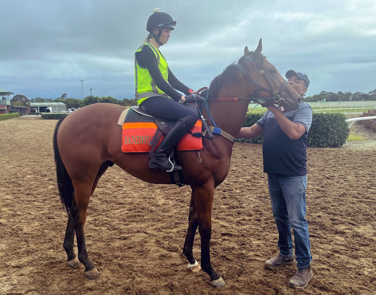 WingrovePark's tweet photo. Our Magnus gelding is taking the hustle and bustle of Cranbourne in his stride under the watchful eye of @sandhuracing 👀 https://t.co/KLOTnY9w0L