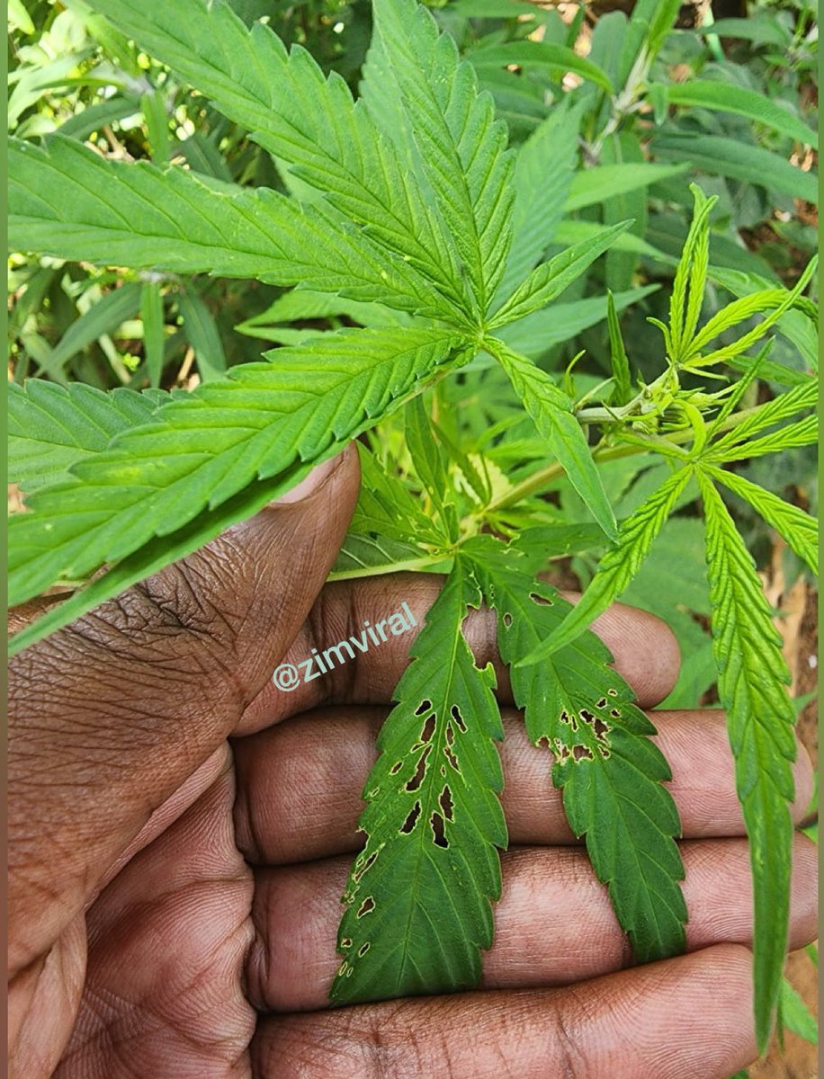 ZimViral on Twitter "Something is eating my plants. What should i do?"