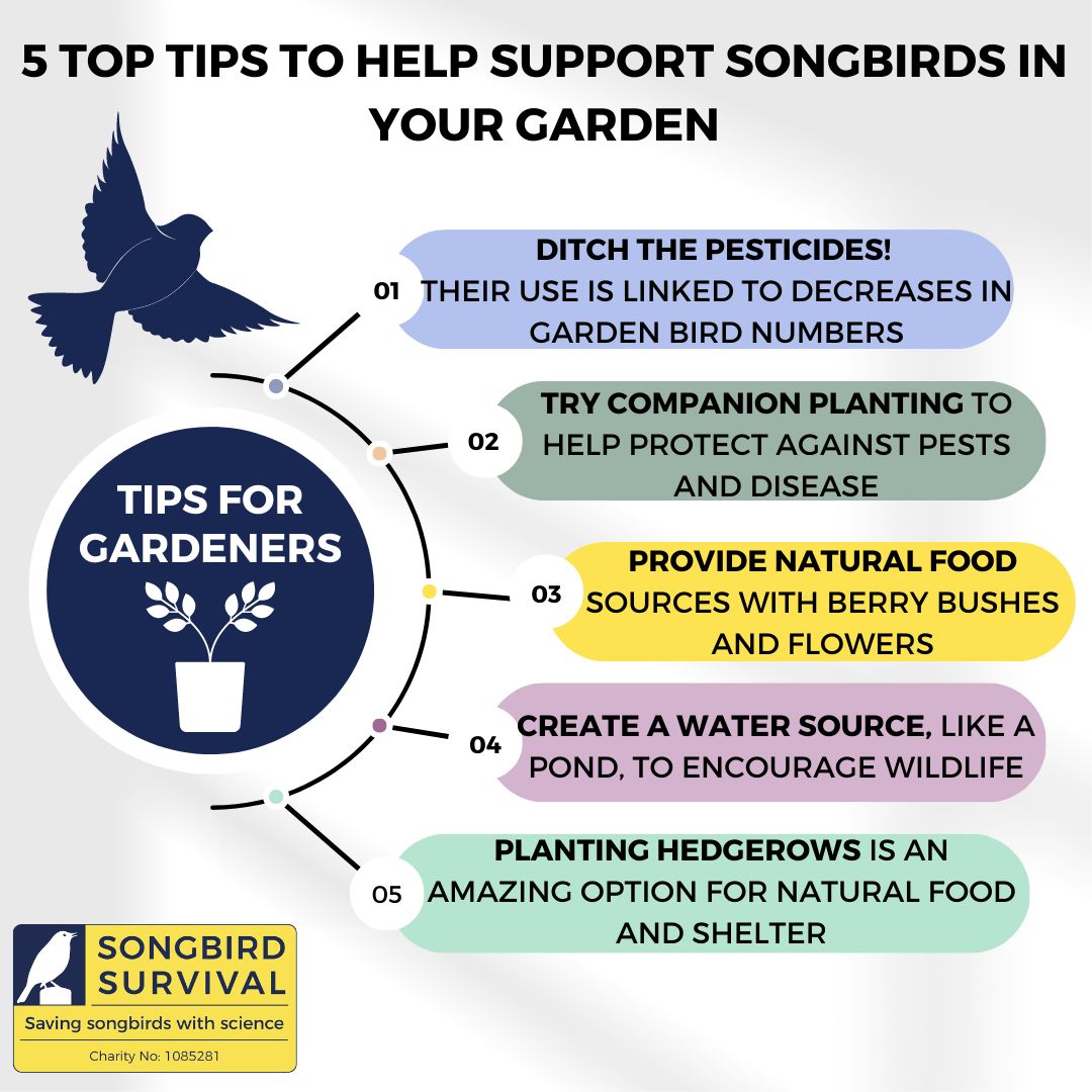 !!NEWS ALERT!!

<a href="/SussexUni/">University of Sussex</a> researchers find #Pesticide use is linked to #Garden Bird Decline: #Gardeners can help save British Songbirds from extinction by stopping Pesticide use

Find out more: songbirdsos.org/PPG23

Our top 5 tips for bird-loving gardeners: