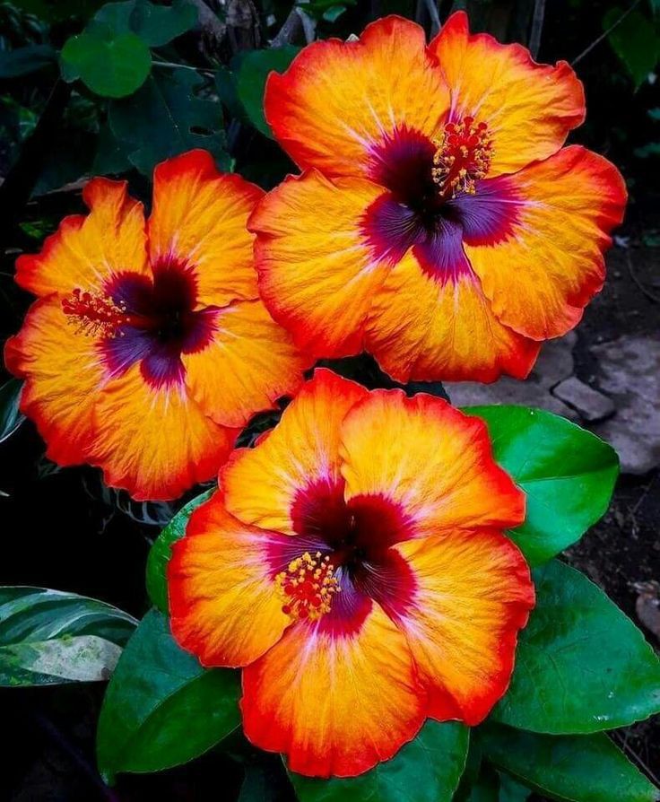 HlaJan7's tweet photo. @AzezJenny Thank you 🌺🌹 have a nice day 🌺 https://t.co/Jdz53clq4X