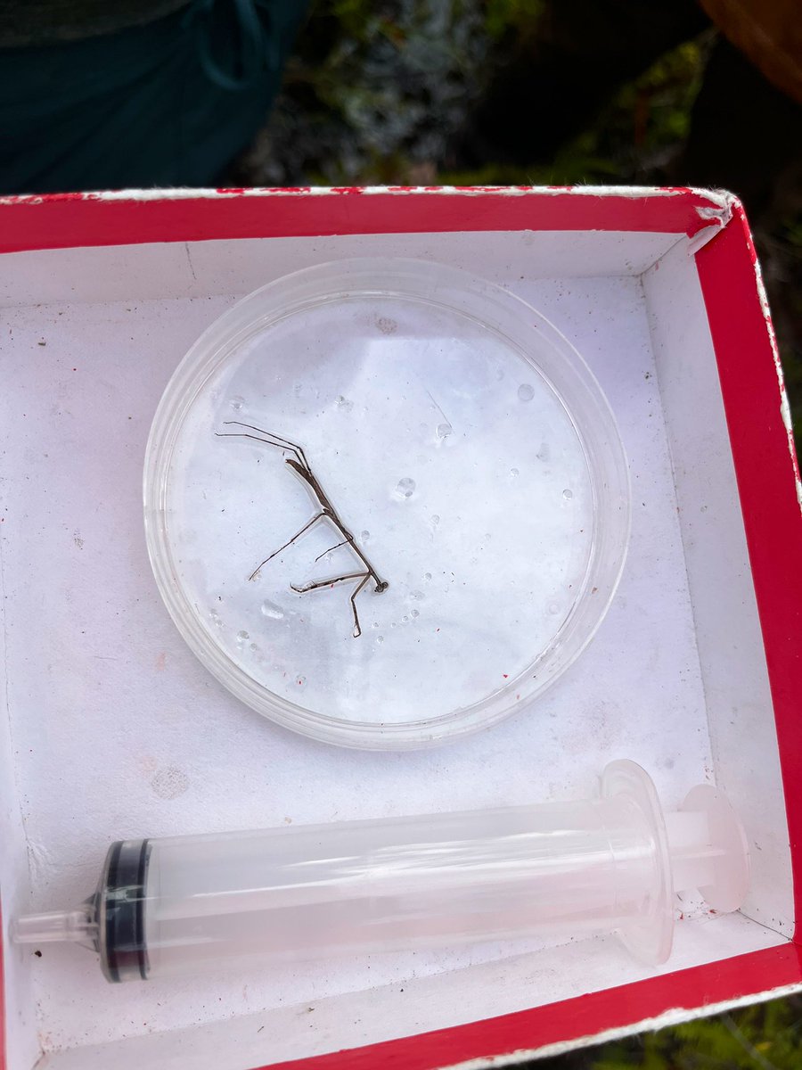 Best insect finds in and around Nepenthes rafflesiana! 1. Giant grasshopper taking shelter 2. Striped lynx spider lying in wait upon a pitcher 3. Unidentified, partially digested and very gruesome spider retrieved from the pitcher fluid 4. Stick insect succumbed to the trap💔
