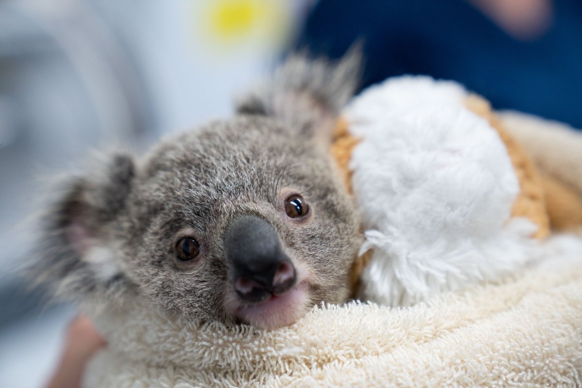 wildbeartv's tweet photo. Check out the absolutely adorable animals saved by the @RSPCAQld on our latest series, Wildlife ER, premiering next Wednesday (Feb 8th) on @SBS. https://t.co/gjYsqkOhdg