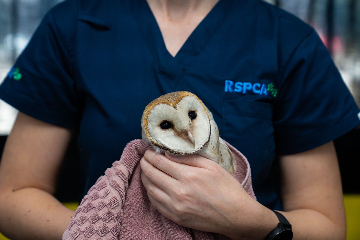 wildbeartv's tweet photo. Check out the absolutely adorable animals saved by the @RSPCAQld on our latest series, Wildlife ER, premiering next Wednesday (Feb 8th) on @SBS. https://t.co/gjYsqkOhdg