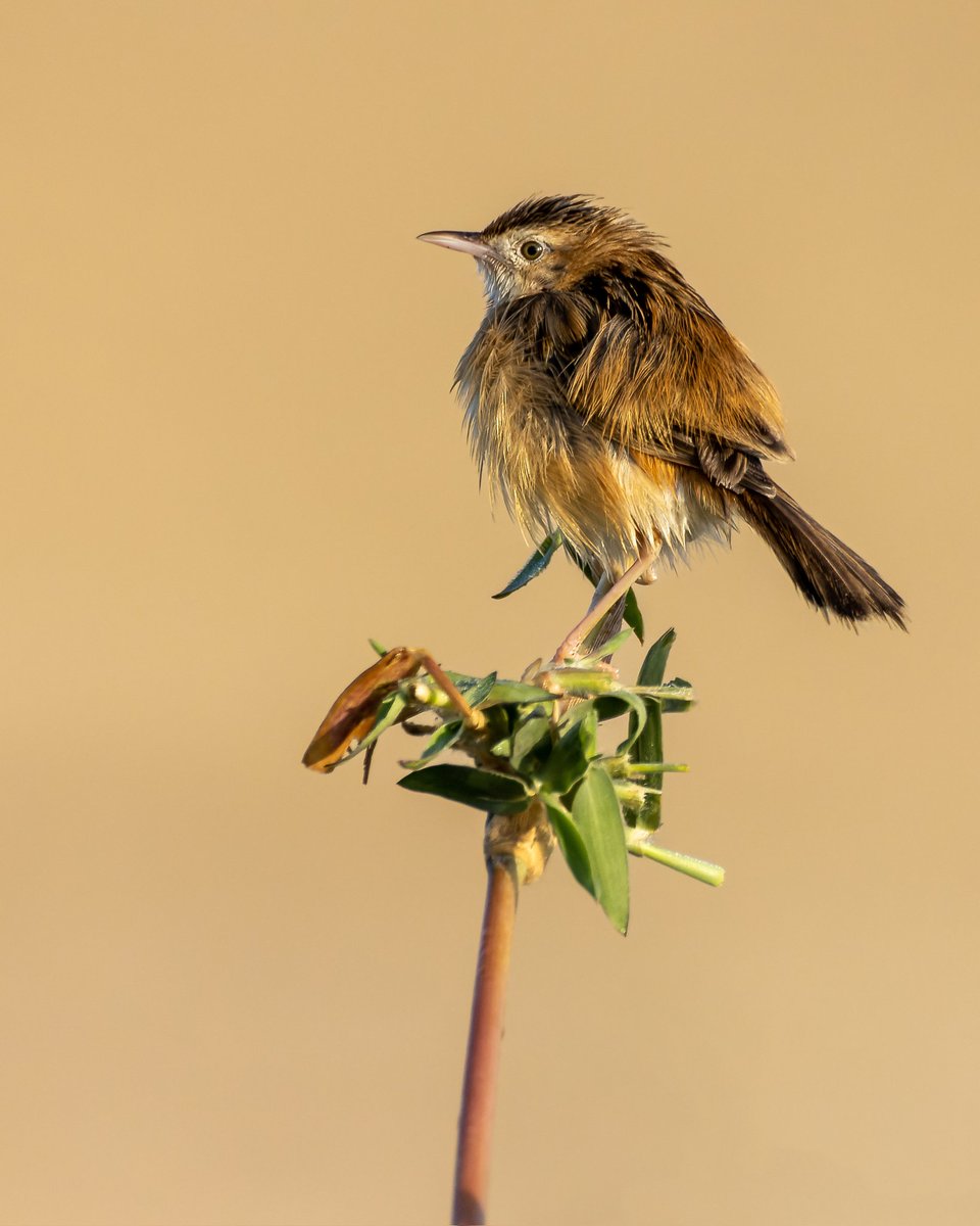 Waking up on #monday morning be like this 🤣 #zittingcisticola #indiAves #BirdsSeenIn2023 #birdphotography #birding #birdwatching #BirdsOfTwitter