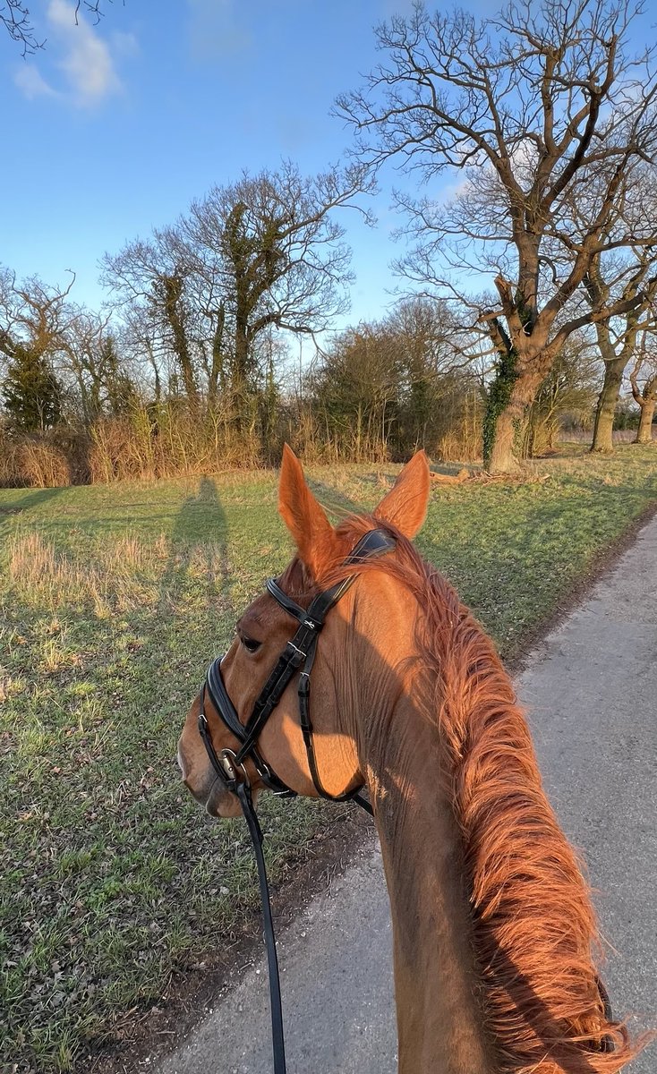 Crow's Hall Weddings tweet media