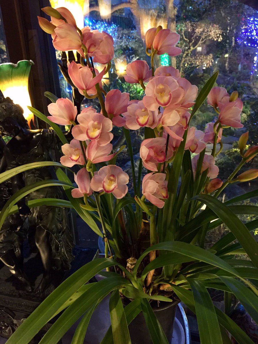 ichikawaoidon's tweet photo. エントランスを彩る花 
庭園のイルミネーションももうすぐで終わりです。

#市川おいどん
#おいどん
#シンピジューム
#イルミネーション
#市川真間 https://t.co/pLBXD33yg8