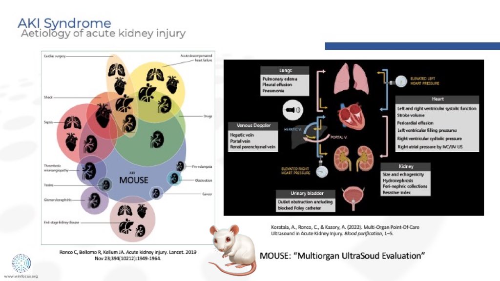 Towards personalisation of #kidneysupport in the critically ill patient. MultiOrgan #UltraSound Evaluation in AKI (#MOUSEmodel)