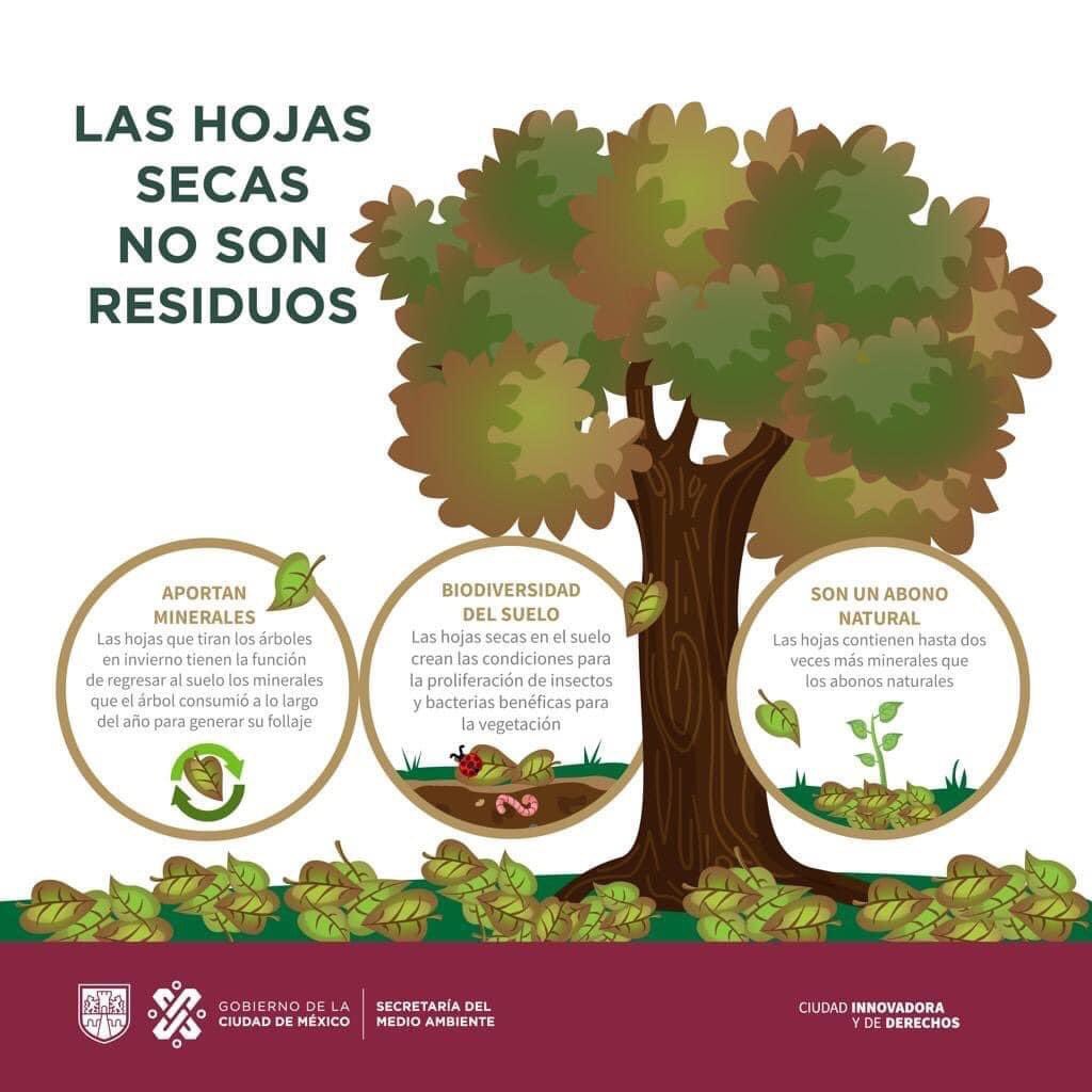 CaborcaProduce's tweet photo. Tres razones por las que no debes retirar las hojas secas de tu jardín 🍂:

1️⃣ Aportan minerales al suelo 🙌

2️⃣ Crean condiciones para la proliferación de insectos y bacterias benéficas para la vegetación 🐛

3️⃣ Son un abono natural 🌱" https://t.co/sBJBIXFld6