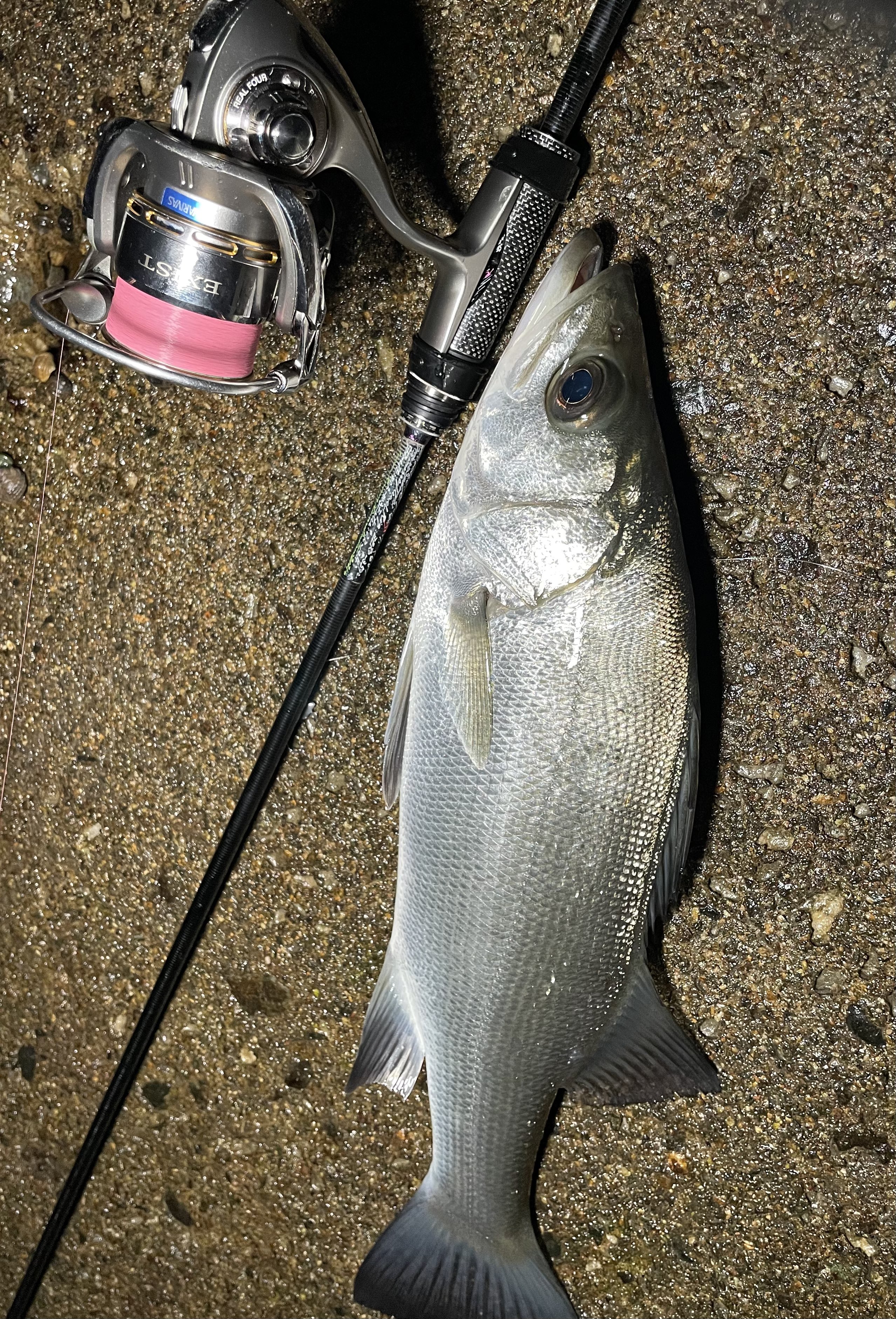 モーリスグラファイトワークス】 XT-60 RX-Ti【極】 63本限定