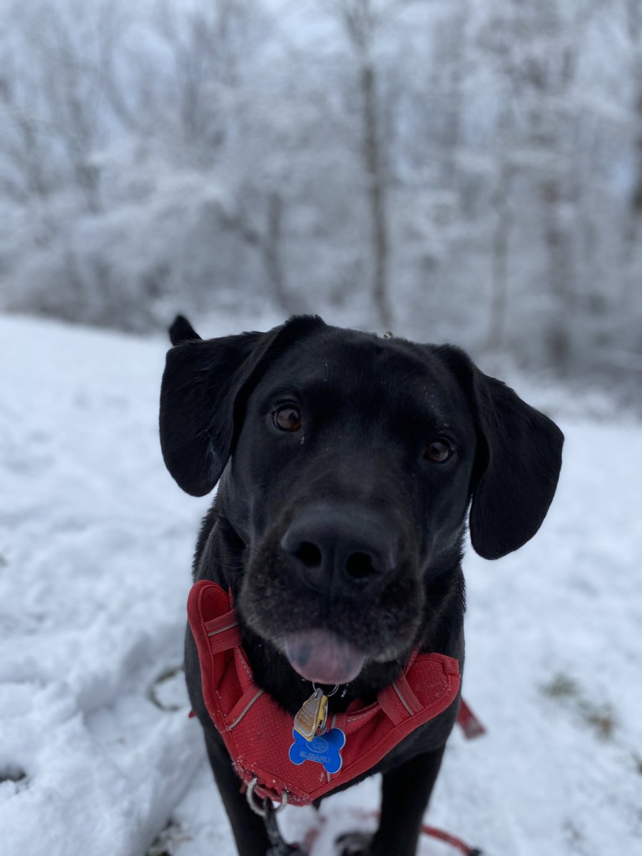 kat_groe's tweet photo. @bunsenbernerbmd Here is Thor (Th)!! Mighty Thor! https://t.co/gDune82RtE