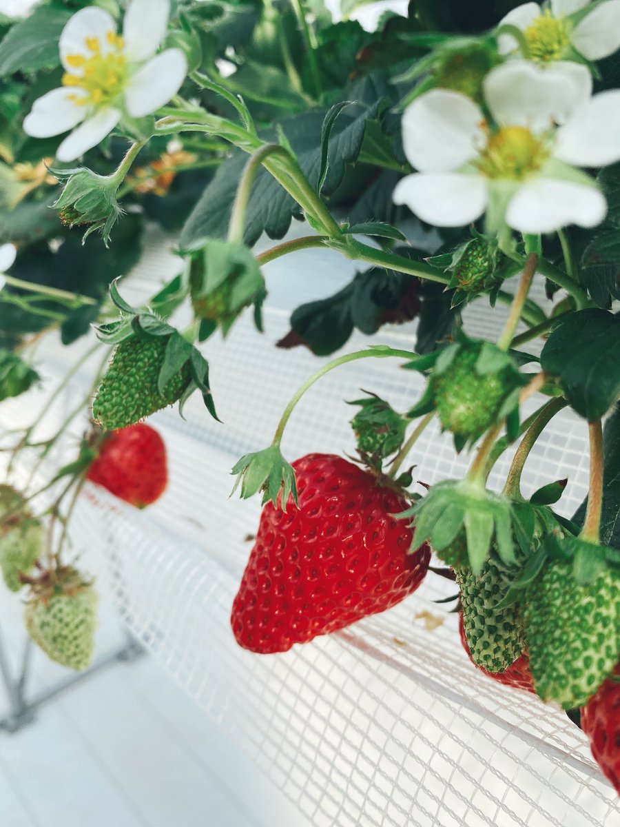 cafe_selen's tweet photo. はじめてのいちご狩り🍓 https://t.co/3U9mUBmbZH