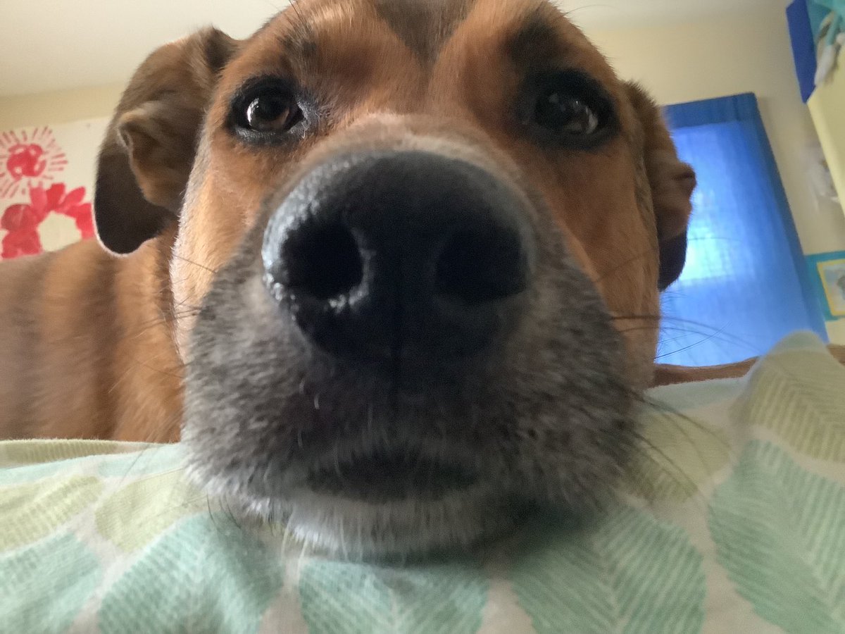 APOTunstall's tweet photo. Say Hello to my dog. Her name is “Jill” https://t.co/a17RU67HI0