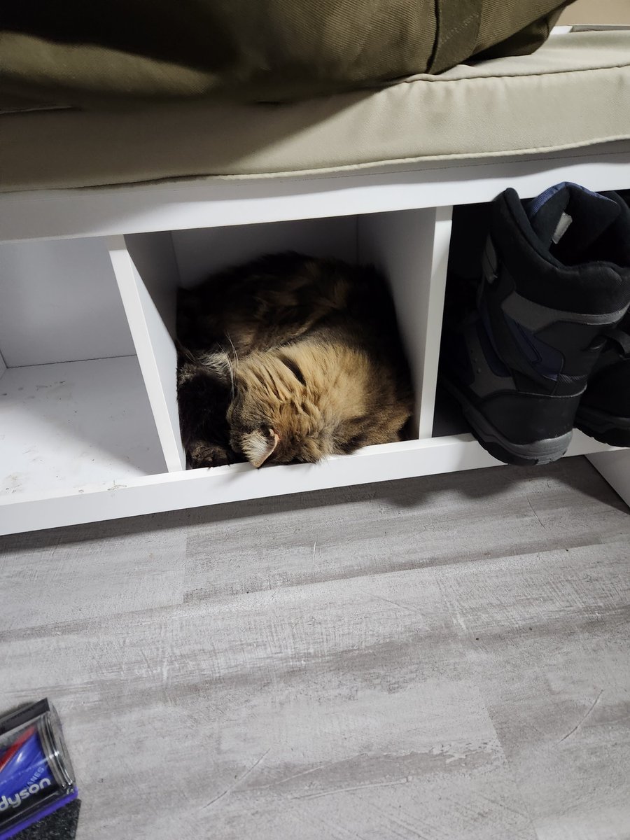 infantryc7's tweet photo. It's OK, don't worry about the $200 cat bed and blankets around the house. By all means, sleep in the $70 @IKEA boot bench lol #ifitisit #CatsofTwittter #sillykitty https://t.co/zmSSv6Iyrx