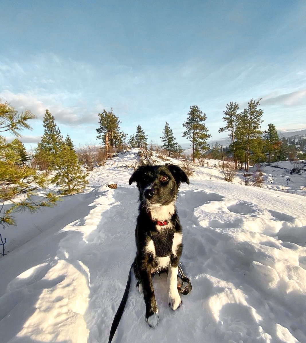 predatorridge's tweet photo. #PetsAtPred | Snowshoeing and hiking is a great way to keep fit and stay connected with nature during the winter. 

Our snowshoe trails are pet friendly, we just ask you to keep your dogs on leash and to stay on pathways. 

https://t.co/w8TRayInx3 https://t.co/VCafgeifYo