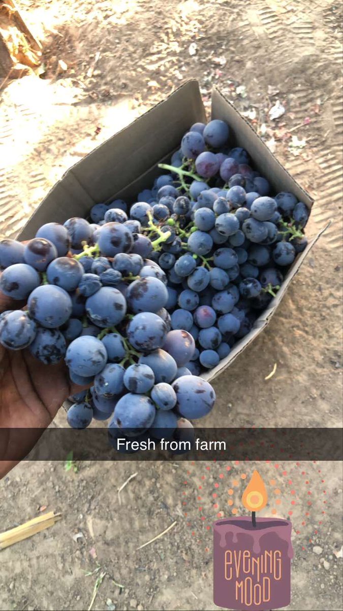 EngrOTHY's tweet photo. Fresh grapes available for sale, we do delivery nationwide. Call 08066084697 for more inquiry. https://t.co/nVCQEPOIz6