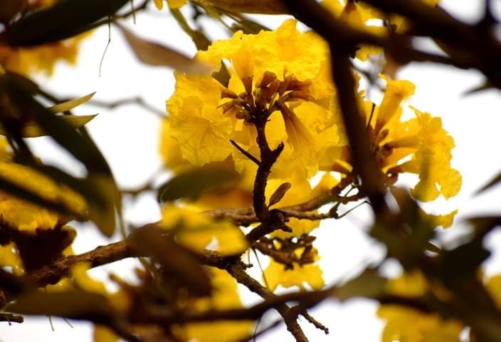lesleydbiswas's tweet image. It's that time of the year...
#spring #springvibe #Kolkata