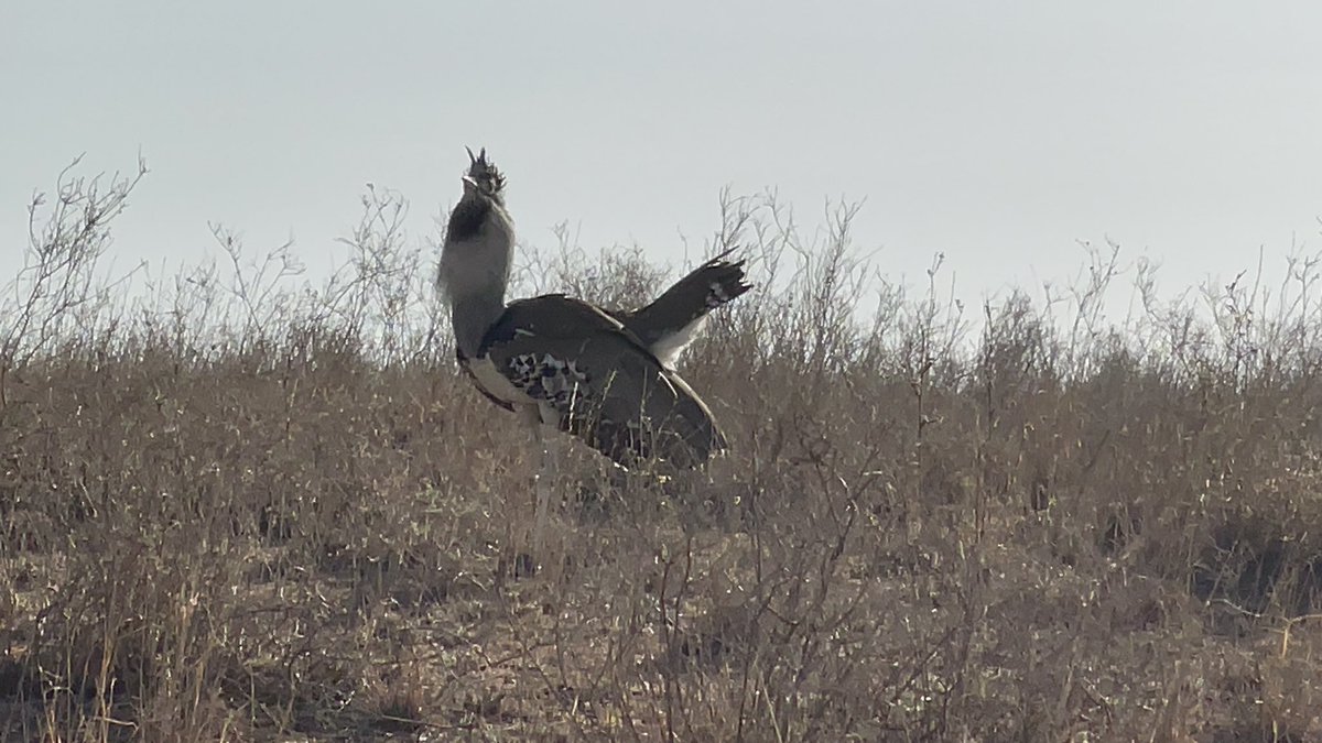 Can anyone tell me what kind of bird this is?!?