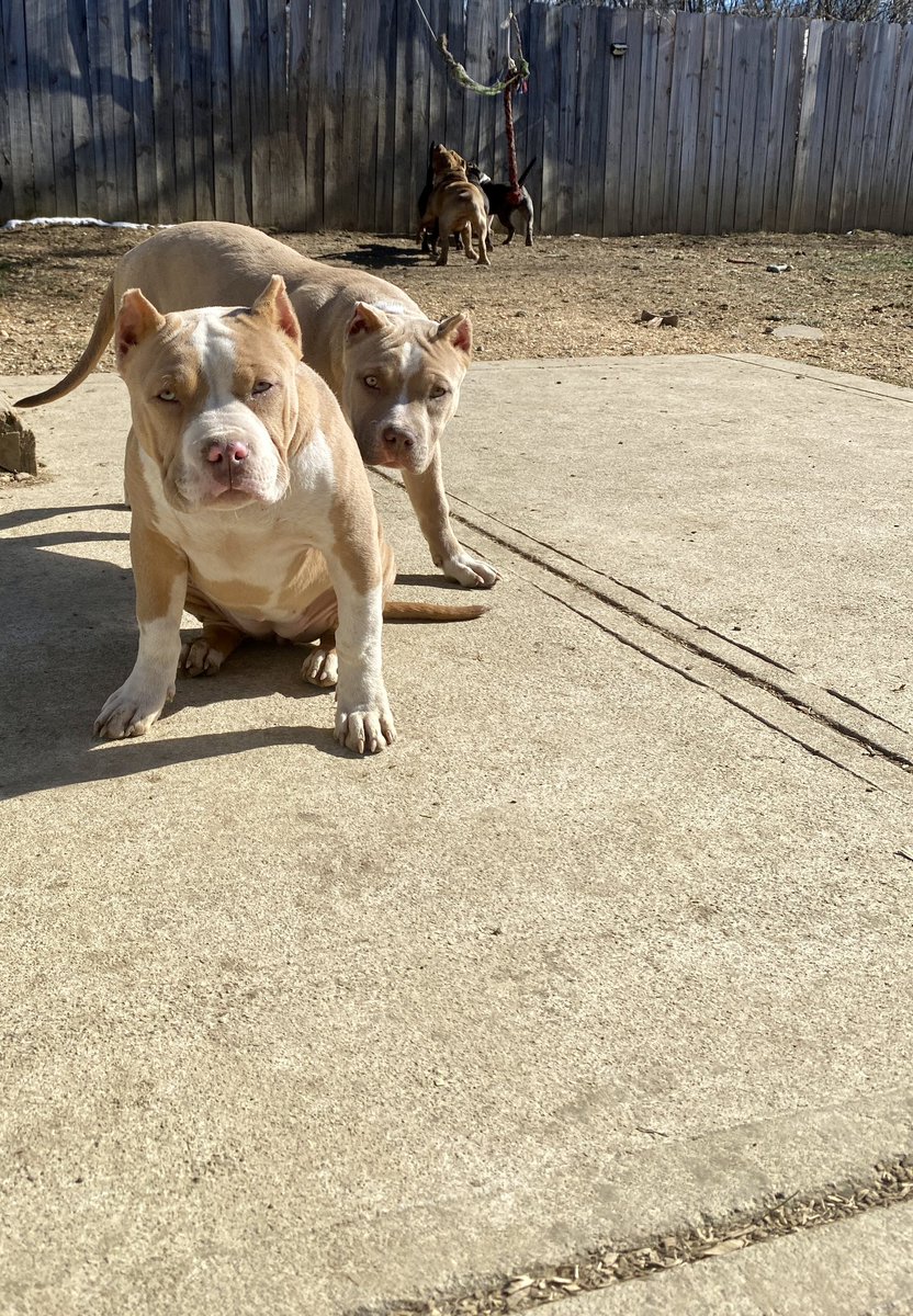 THE BULLY KONNECT LLC (@ohiotbk) on Twitter photo 