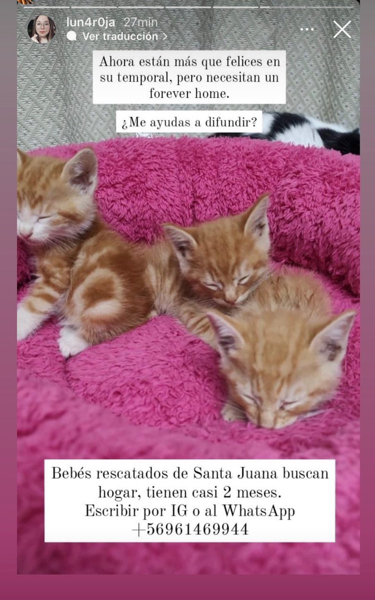 kotykatzchen's tweet photo. Guaguitos de Santa Juana #adopta #IncendioForestales #biobio https://t.co/WmupZq7jnf
