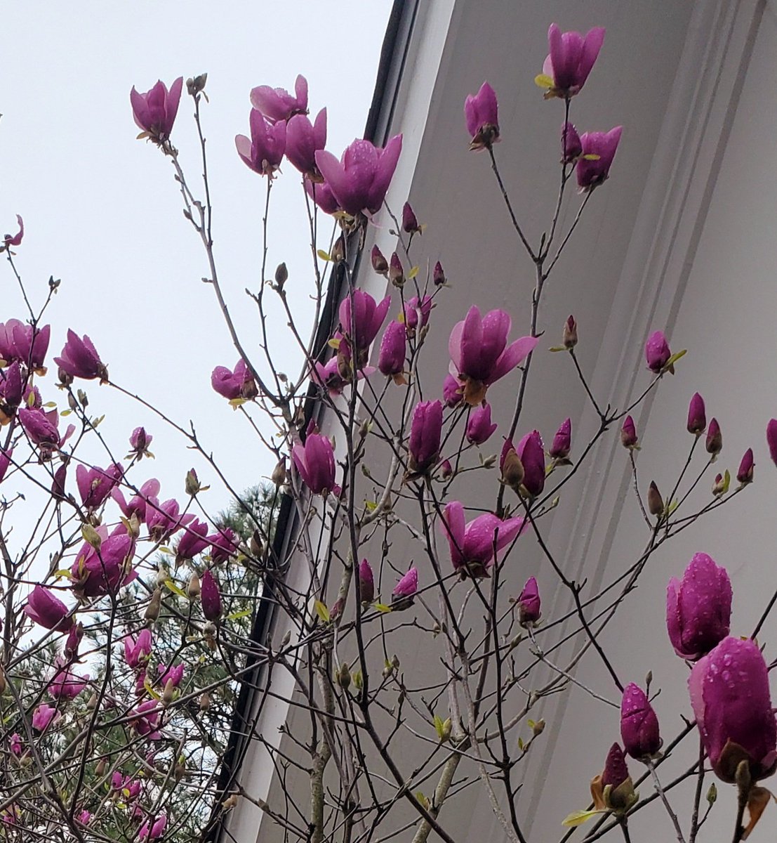 MM Pack (@mmpackeatwrite) on Twitter photo 40F in Houston, but tulip tree bursts forth! <a href="/alyssaharad/">Alyssa Harad is at the sky place. DM for invites.</a> #FlowerReport 40F in Houston, but tulip tree bursts forth! <a href="/alyssaharad/">Alyssa Harad is at the sky place. DM for invites.</a> #FlowerReport