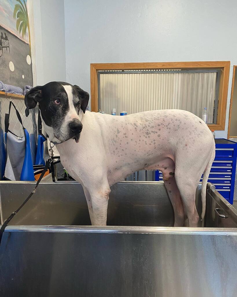 Big beautiful boy Benton always on the look out for the next snack-rtunity. That’s why we get along so well 👍🏼 #greatdane #puppiesinthetub #dirtymuttsdrivemenuts #dogsofadamsave