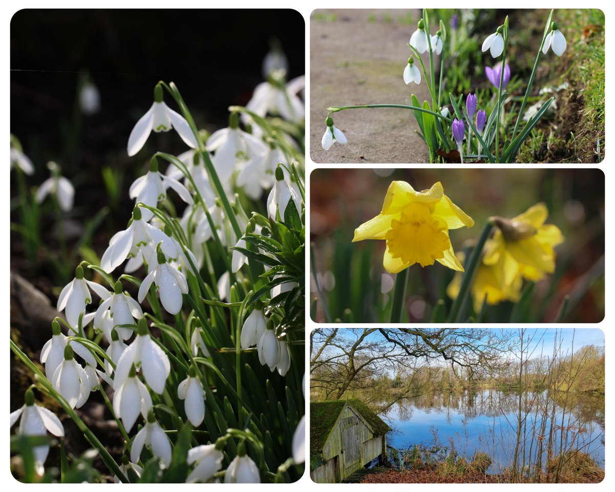 a1isonmoore's tweet photo. From a perfect February Sunday at @Rode_Hall
#Snowdrops #RodeHall #Cheshire #Gardens https://t.co/UnhyPRmDCl