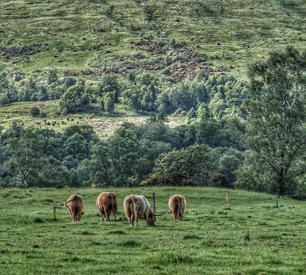 If Carlsberg did cattle
#highlandcow #highlandcattle #Scotland #highlands #farming #sonya6300