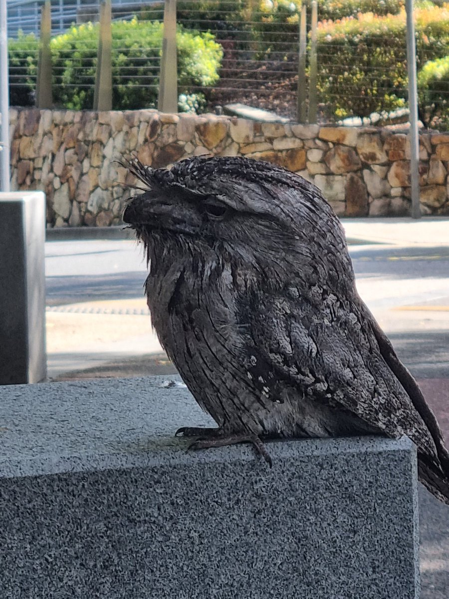 I felt like @DoktrNick this morning, photographing some lovely birdlife <a href="/UQ_News/">UQ News</a>... then realised this Tawny Frogmouth must have gotten a little too close to traffic. He's recovering at a vet clinic now.