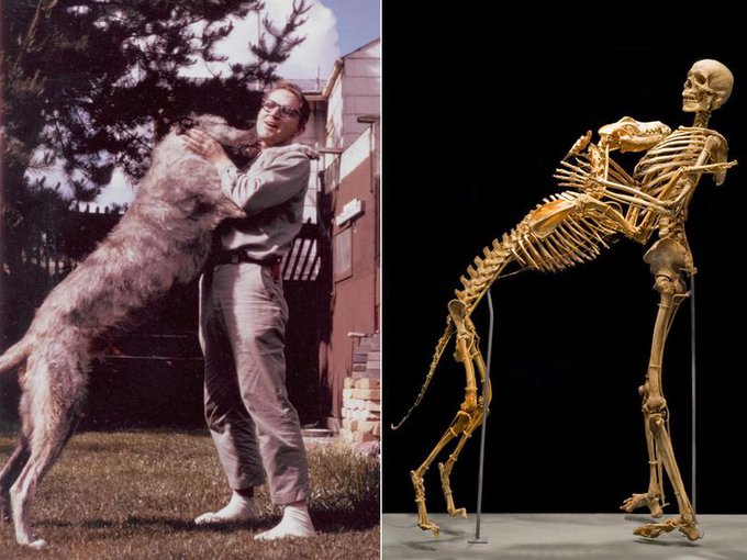 Anthropologist and cryptozoologist Grover Krantz donated his body along with his dog to science when he died. They're currently on display at the Smithsonian National Museum of Natural History. Read more: bit.ly/3YthwhB
