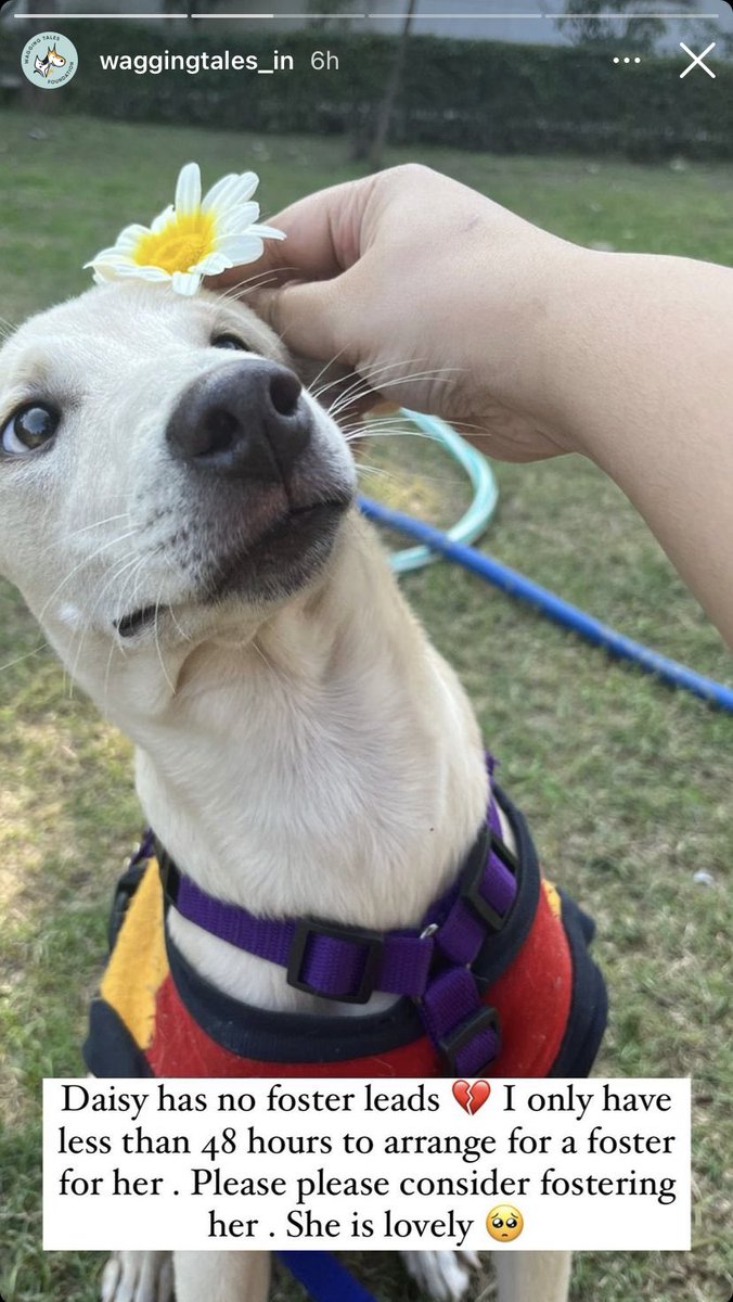 #Delhi #DelhiNCR URGENT adoption/foster appeal! Please consider giving Daisy a home! Rescuer now has less than 24 hrs to find a place for her!