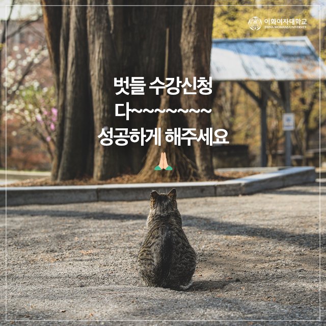 Registration is coming! Are your ready? #Application for class soon #Click at the speed of light #Check out the shopping basket #wishyousuccess #cat appears #EWHA #UNIV 이미지