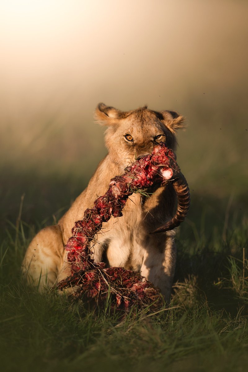 Mfalme by <a href="/SubodhShettyyy/">SubodhShetty</a> on <a href="/sloikaxyz/">Sloika.xyz</a> 

1 ETH

sloika.xyz/subodhshetty.e…