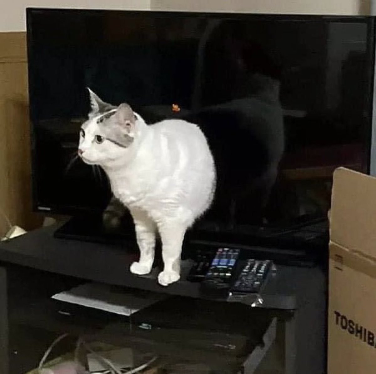 cats being weird little guys on Twitter: "emerging https://t.co