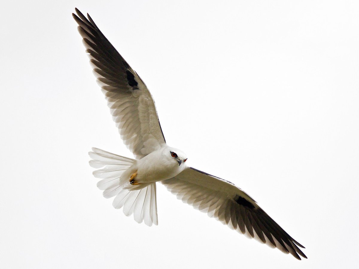 birdfunfacts's tweet photo. A #thread on the Black-shouldered Kite! #Bird #Birds #BirdFunFacts #FunFacts #Nature https://t.co/m7qbSCmZ8d