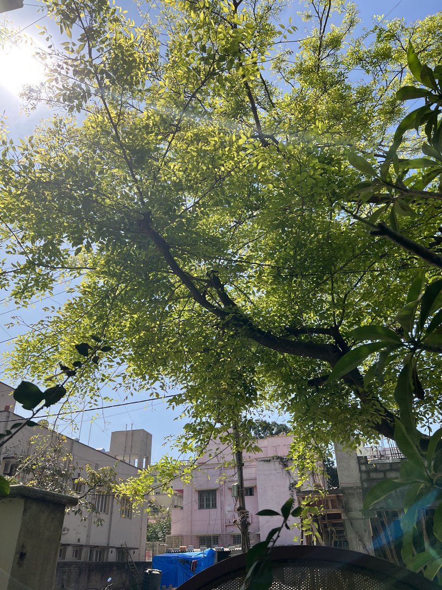 dtbhat's tweet photo. #ಹೊಂಗೆ ಮರ #Honge Tree in front of our home
Good morning! https://t.co/qs1Al6oZVa