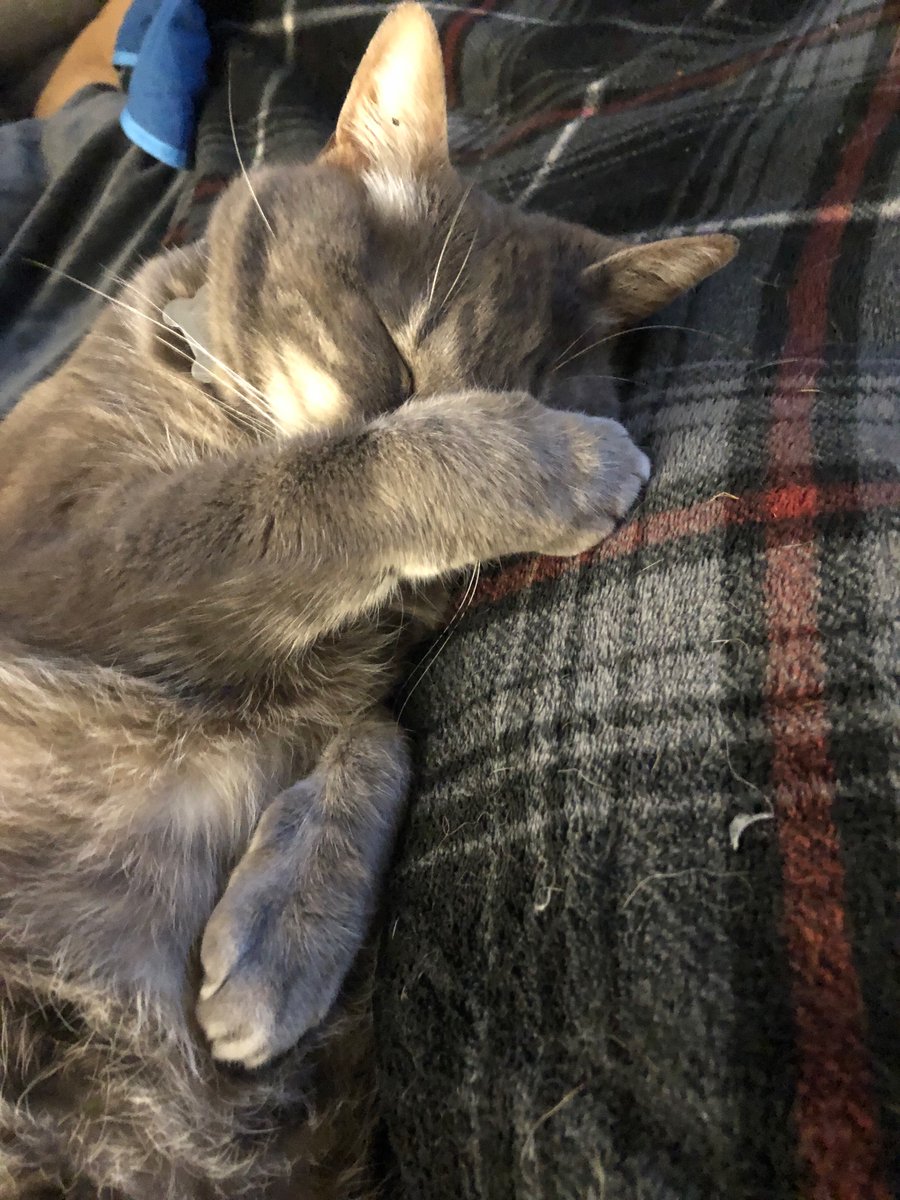 PixelTypist tweet media