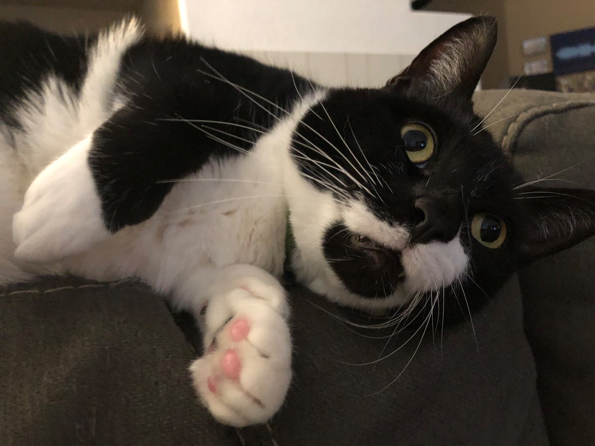 PixelTypist tweet media