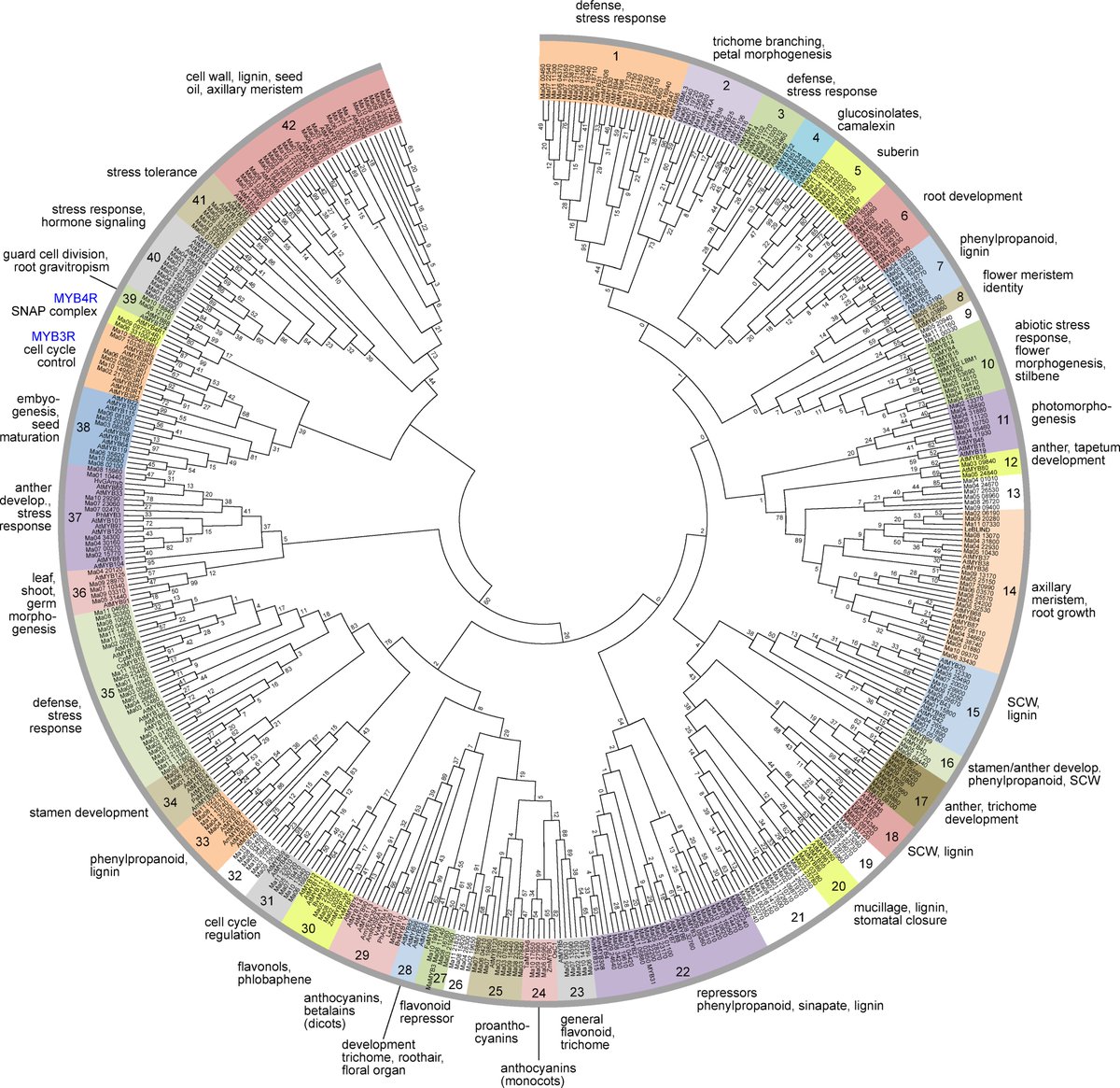 R2R3-MYB gene family in banana
doi.org/10.1371/journa…

#Bioinformatics #Genomics #OpenAccess #DataScience #100DaysOfCode #WomenWhoCode #BigData #Python #coding #SciComm #Rstats #PlantSciences #Evolution #WomenInSTEM #AcademicChatter #phdchat #phdlife #ScienceTwitter #banana