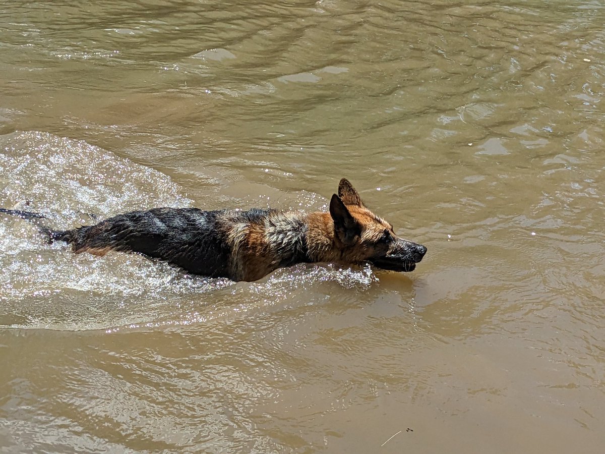 Fun day on the river with this boy #Benson #GermanShepherd #River #Summer #Australia #DogsLife