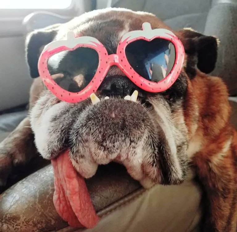 MaddorRogers's tweet photo. Sadly, Zsa Zsa, the English bulldog who won the 2018 World's Ugliest Dog Contest, died just weeks after receiving her crown. She was 9 years old. Even though she is gone, she will be loved forever. https://t.co/yFsyDixGnW