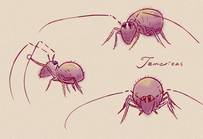 ヒゲナガマルトビムシの絵Temeritas springtails 