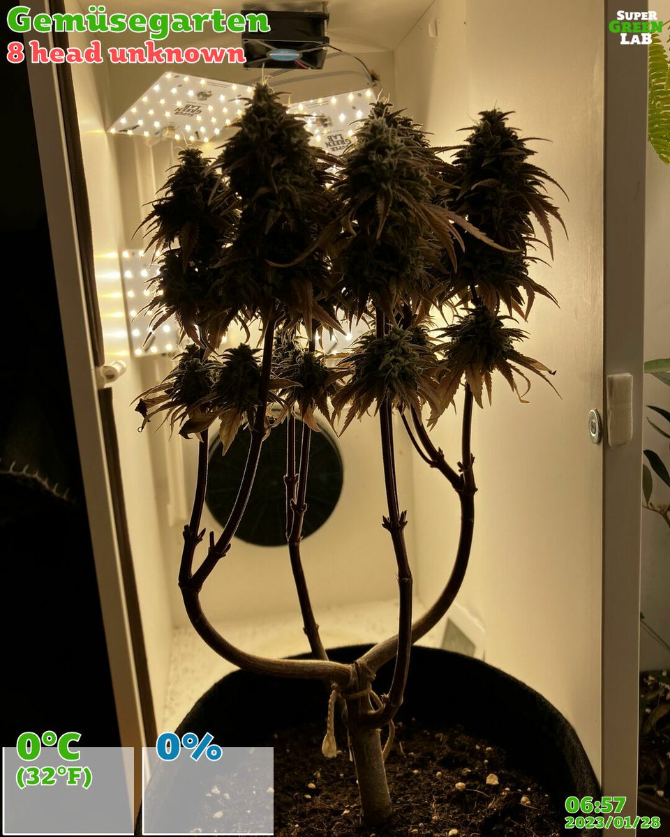 SuperGreenLab's tweet photo. 💬 Share your cannabis growing experiences with us! We love hearing from our members of the community #CannabisCommunity #SuperGreenLab https://t.co/0NxLJ5Pjq5