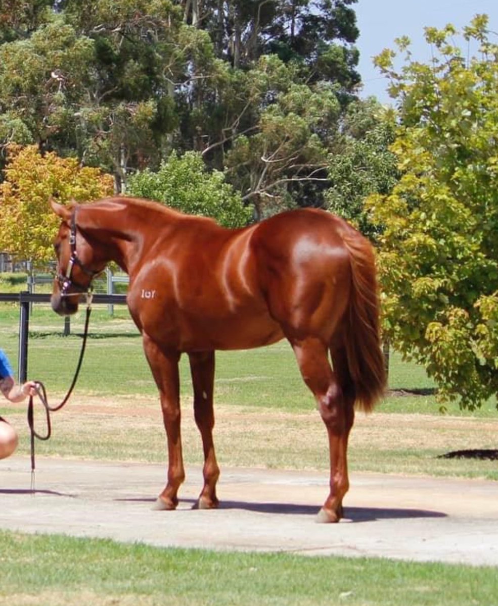 RangeviewStud's tweet photo. Perth Yearling sale is only 2 weeks away. This is lot 136, Long Leaf- Miss Adelaide colt. https://t.co/lFKJozgvs0