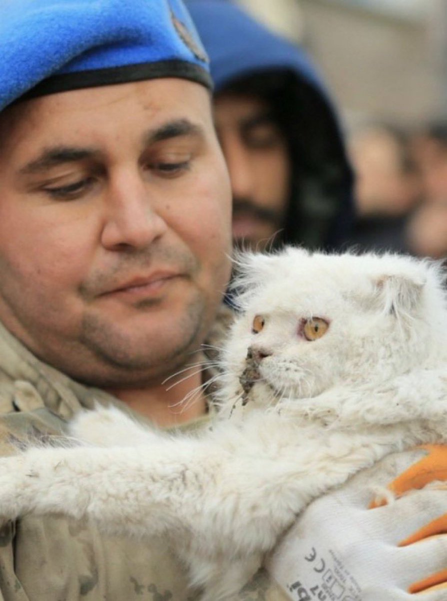 Enkaz altından bir kedi kurtarıldı. Gözlerindeki korku ve şok yüreğimi paramparça etti.