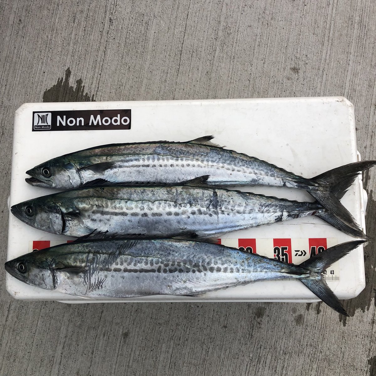 NonModo1's tweet photo. こんばんは テスターのTATSUKI @takki22angler です
最強寒波中でも釣果があげれてしまう
これでも激渋な方‥
やはり山陰は日本有数の釣り天国か?
#NonModo
#お客様に最も近い釣具屋 https://t.co/WRkvuZaNQ4
