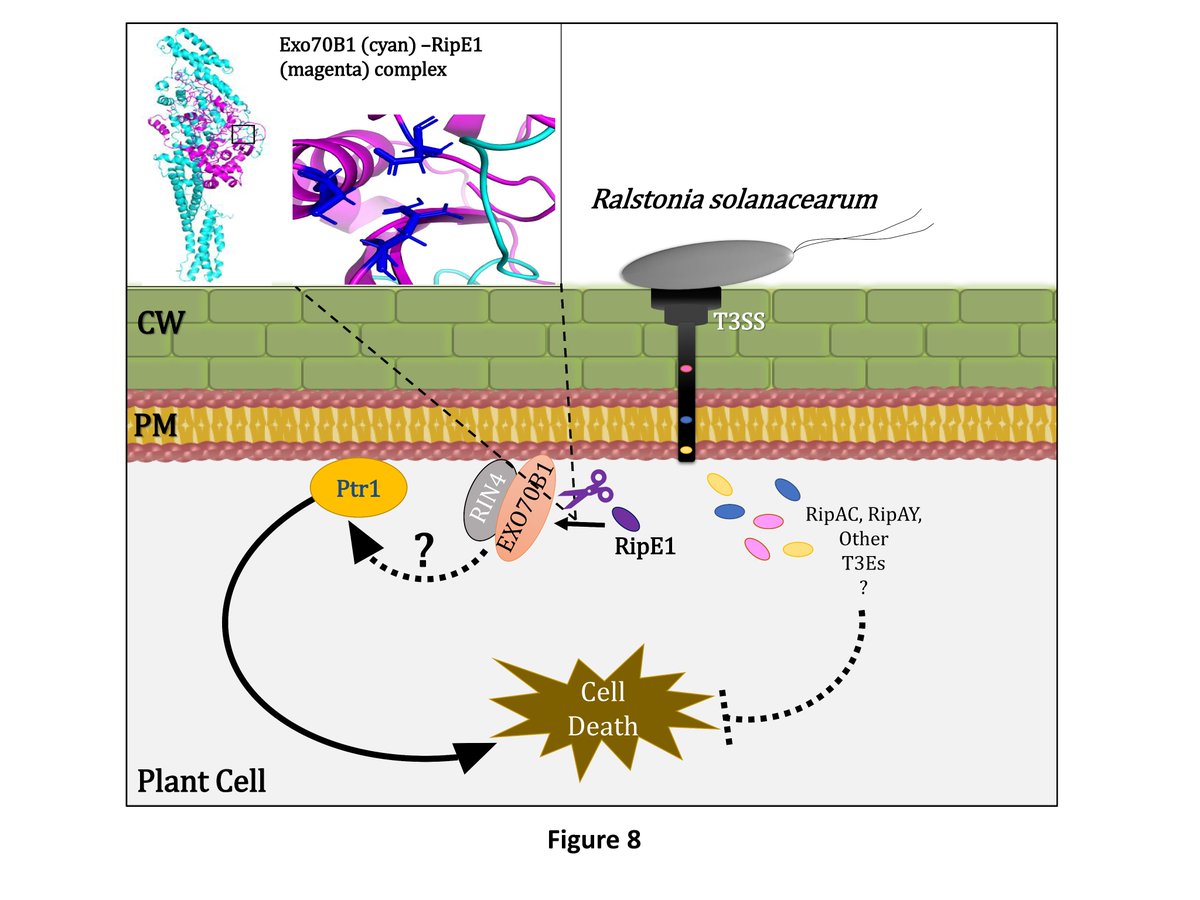 PanosSarris's tweet photo. The revised version of our preprint is online.
We identified a new EFFECTOR/NLR recognition, regarding the #Ralstonia_solanacearum core effector, #RipE1.
@IMBB_FORTH
@UOC_gr
@UniofExeter
https://t.co/xSVmoFdwLf https://t.co/J64mtzUwtf