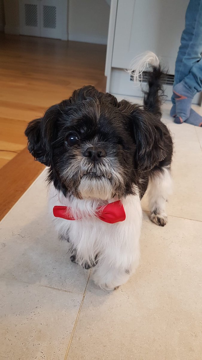Please retweet to help Murphy find a home #LONDON #N2 
#ShihTzu Cross aged 6, looking for an experienced home. He can live with children aged 14+ and potentially another dog. He has lost an eye which has healed now. 

DETAILS👇 
alldogsmatter.co.uk
#dogs