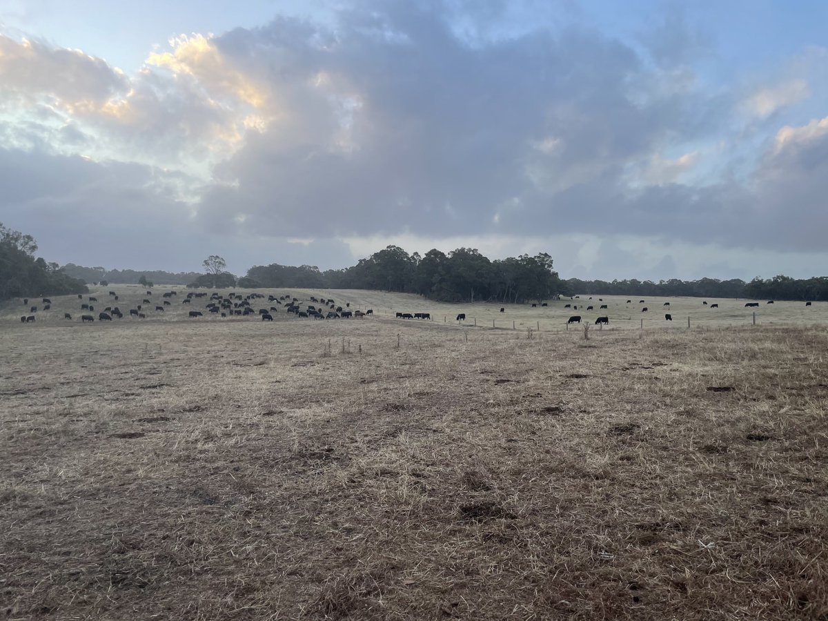 DobbeEric's tweet image. Nice photo opportunity to compare High density grazing vs district practice